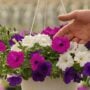 Petunia – Easy Wave Great Lake Mix – 10″ Hanging Basket